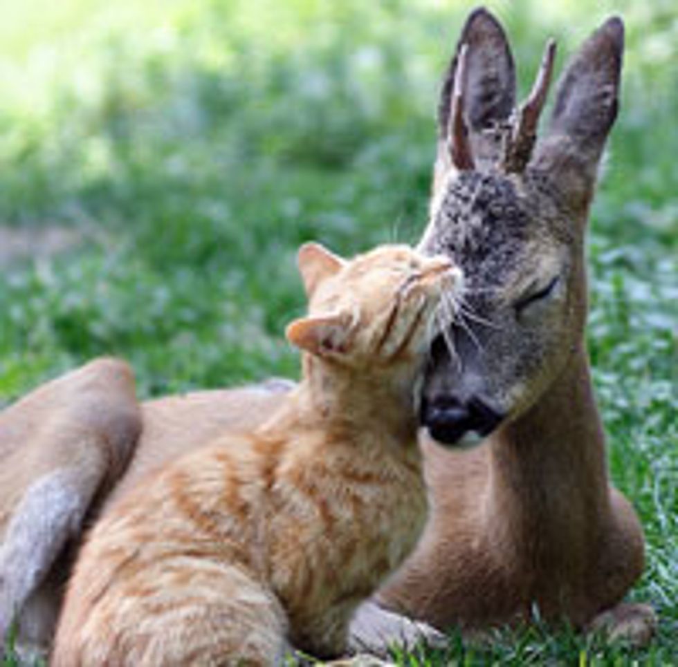 Ginger Cat and Baby Deer Become Best Friends