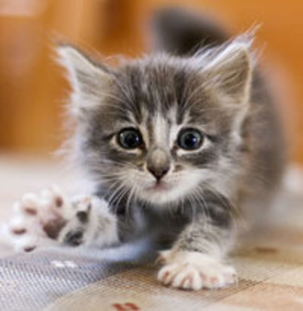 Cute and Fierce Fuzzy Kitty