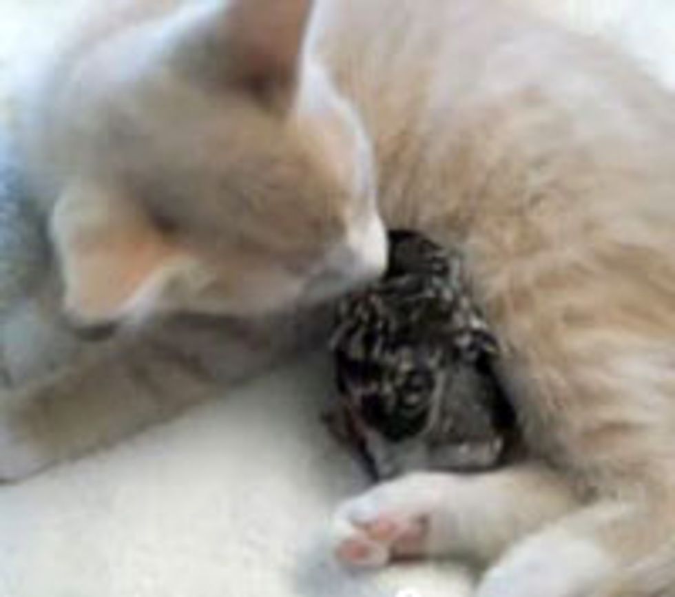 Kitty Gives Birdie Motherly Love
