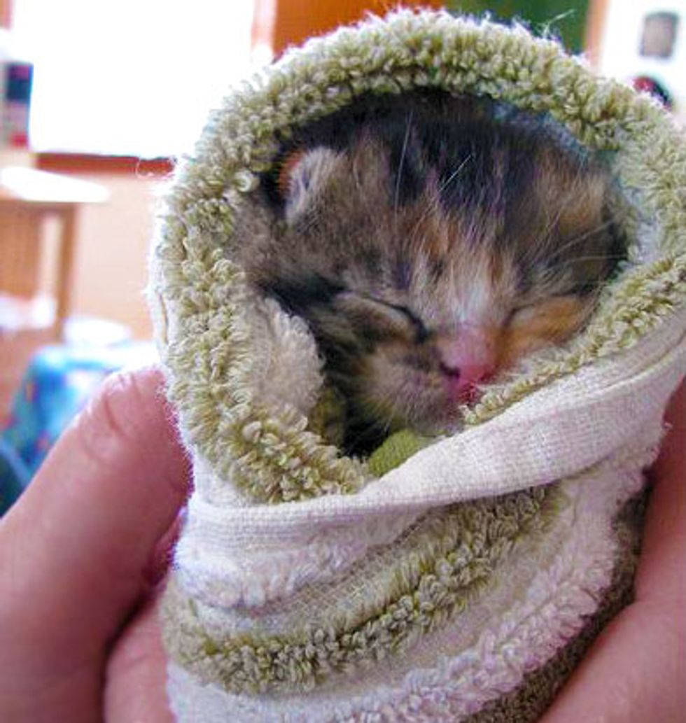 Teeny Tiny Bundle of Cute