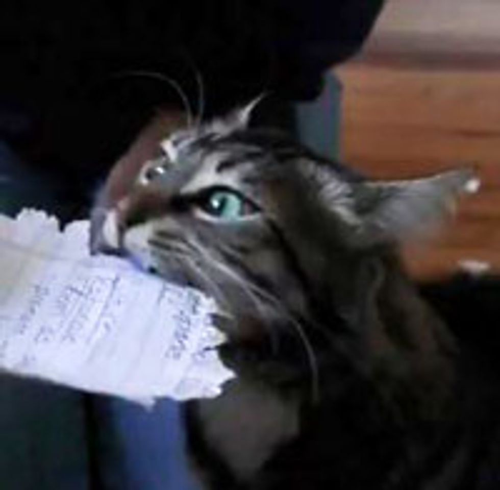 Kitty Shredding Paper