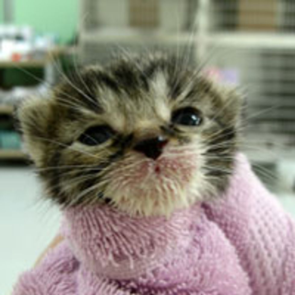 Tiny Bundle of Cute with Milk Mustache