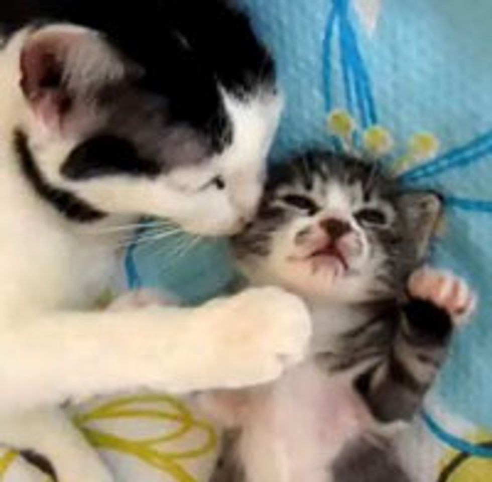 Cat Mama Comforts Sleeping Baby