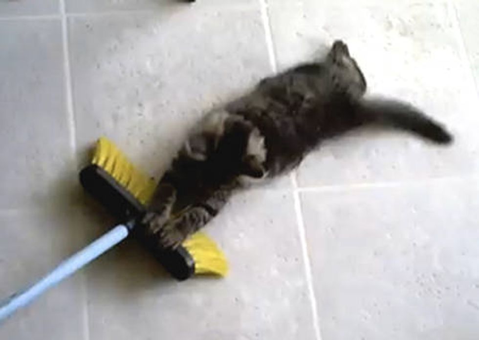Kitty Taking a Broom Ride