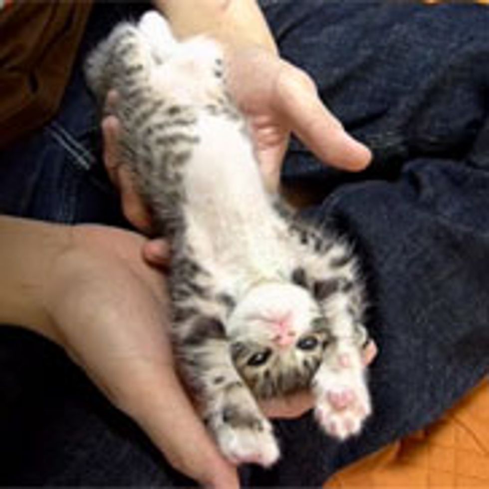 Tiny Kitten Stretches Her Way into Big Kitty, Then and Now