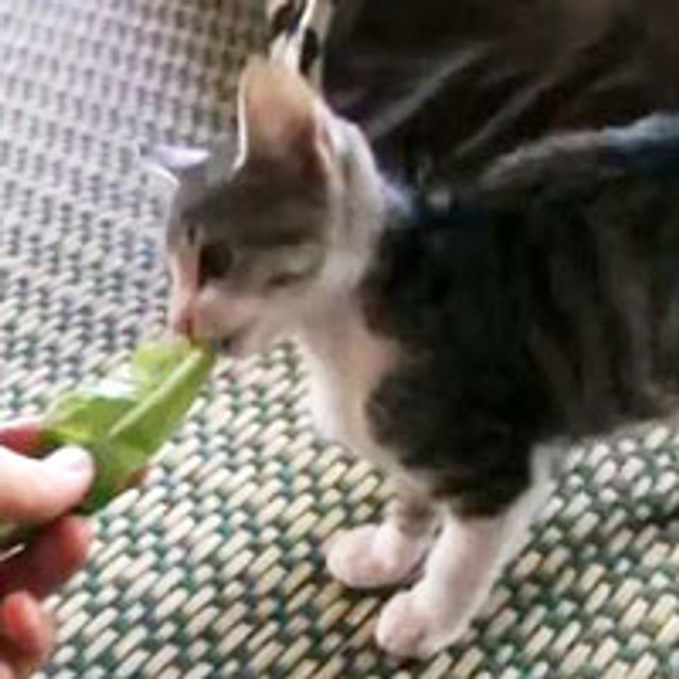 Kitty Loves Lettuce