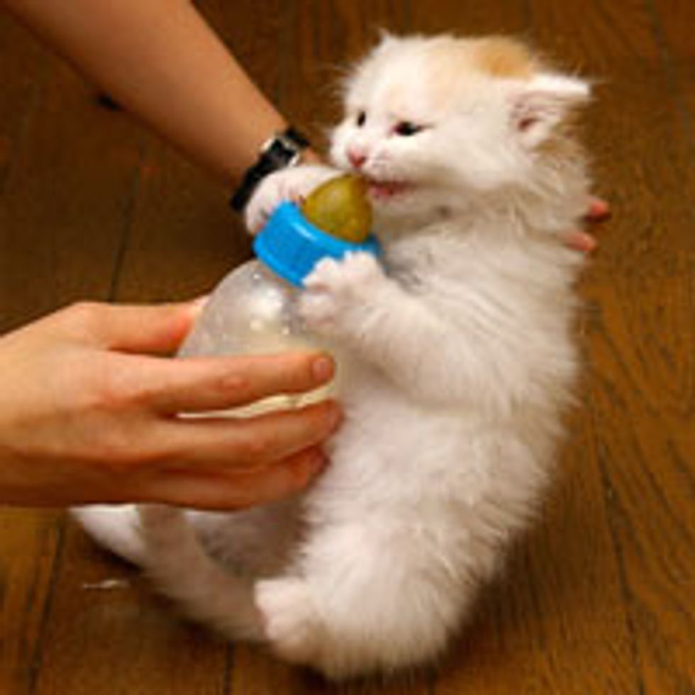 Kitty Loves Bottle