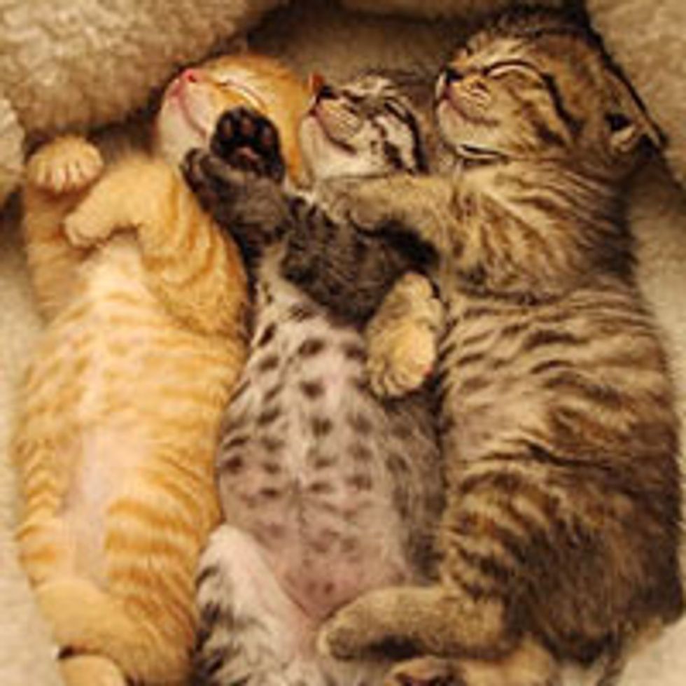 Warehouse Kitties and Synchronized Nap