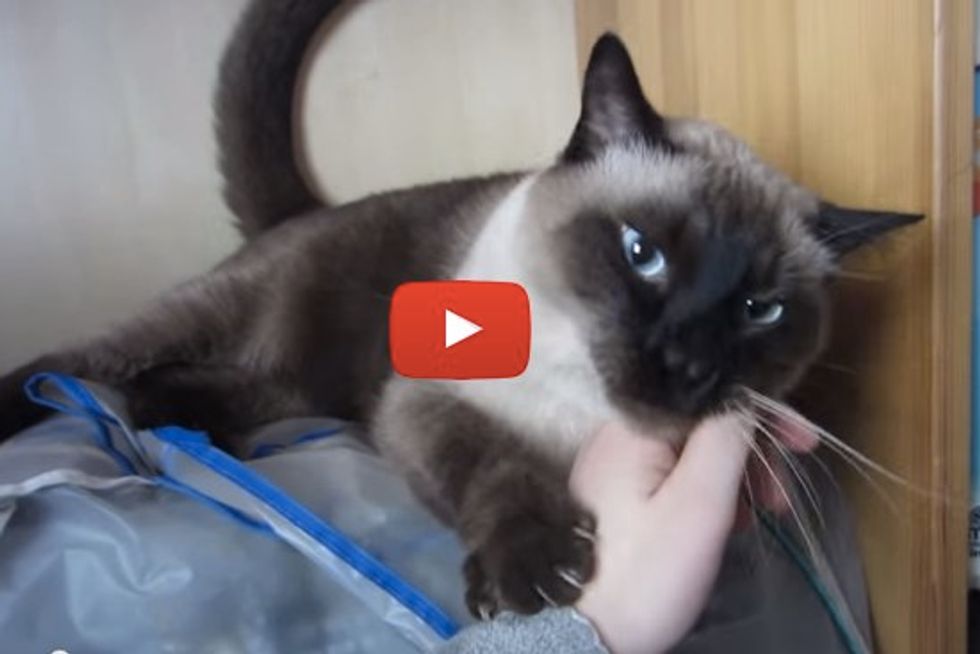 Siamese Cat Wants Attention & Love