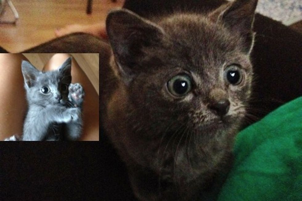 Kitten Found In Parking Lot Becomes Most Loving Cat
