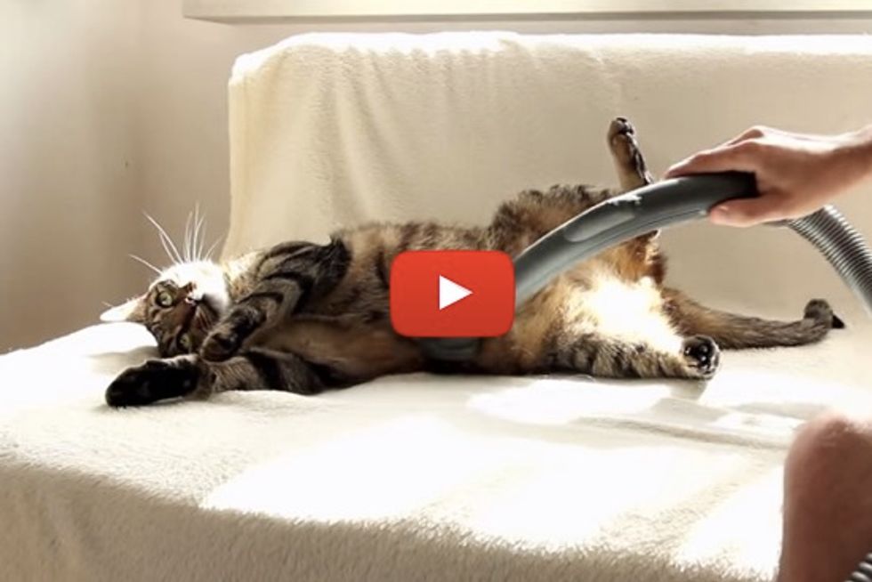 Cat Really Loves Being Vacuumed Love Meow