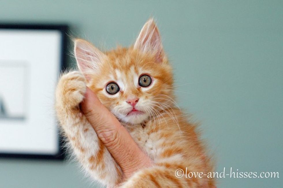 Rescue Ginger Kitten Adopted By Litter Of Kitties Love Meow