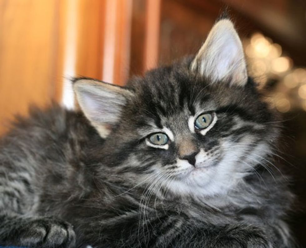 From Tiny Kitten To Majestic Norwegian Forest Cat - Love Meow