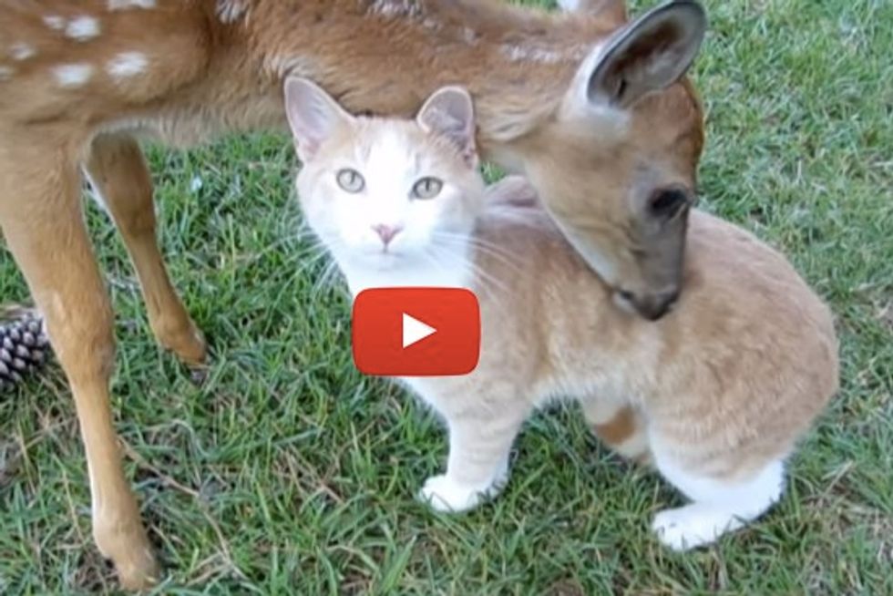 Cat And Baby Deer Adopt Each Other