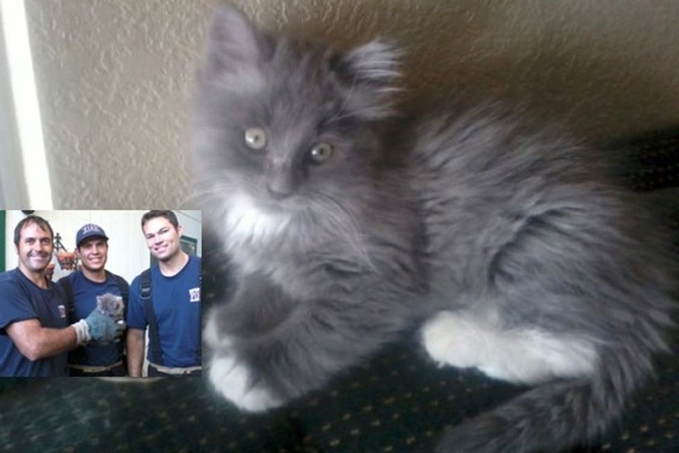 Tiny Feral Kitten Saved by Three Firefighters