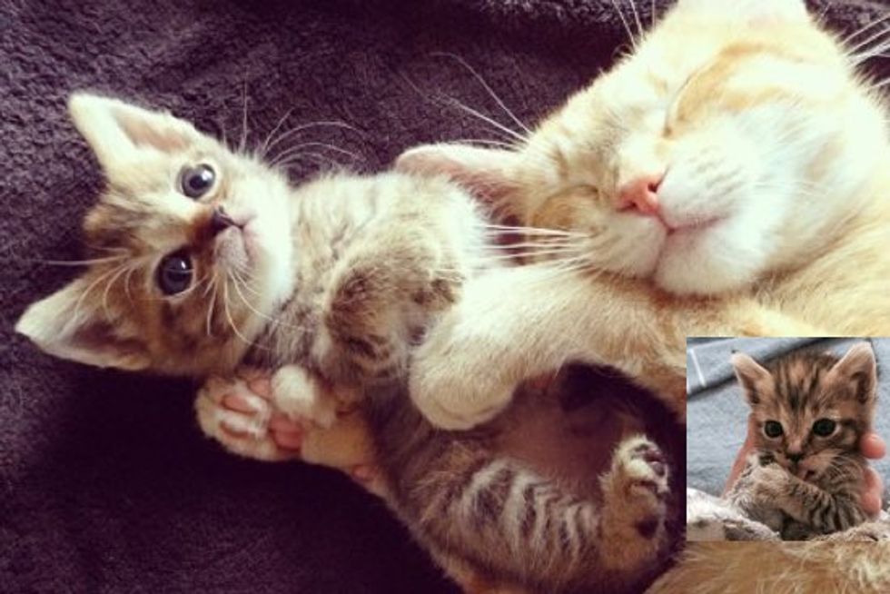 Tiny Rescue Kitten Finds Big Kitty Friends