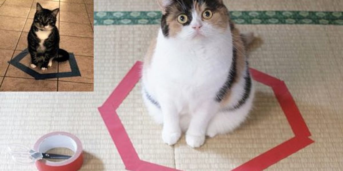 How To 'Trap' A Cat With Instructions And Results! Love Meow