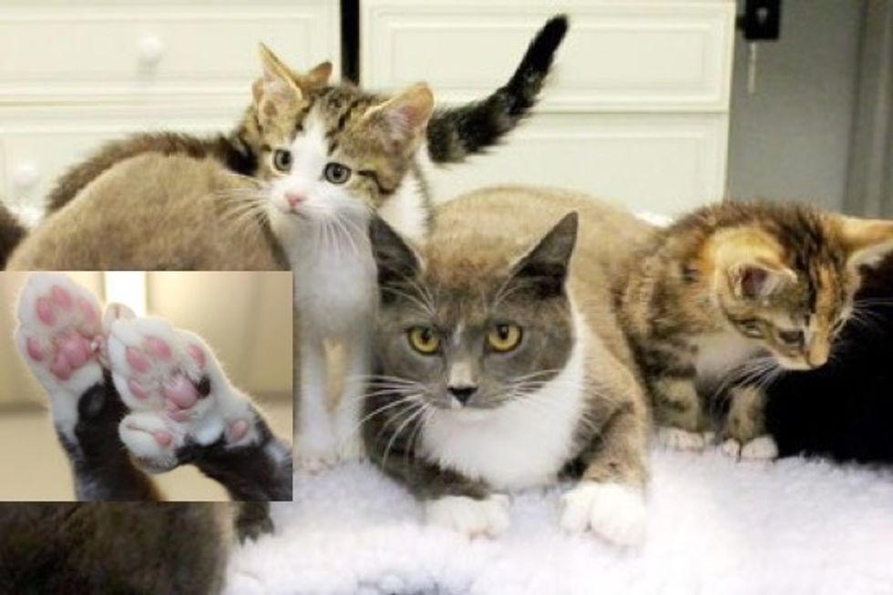 Extra-Toed Kitty Family Rescued In Birmingham - 180 Toesies!