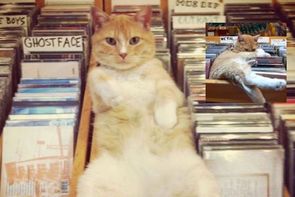 Mickey Roy The Record Store Cat