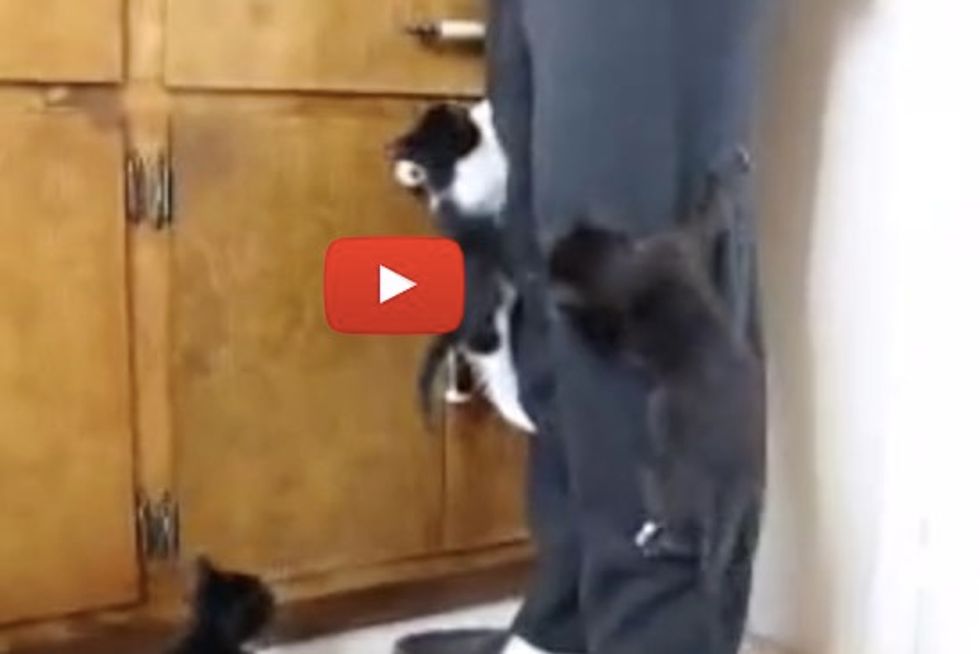 Foster Kittens Take A Hike Up Their Foster Dad