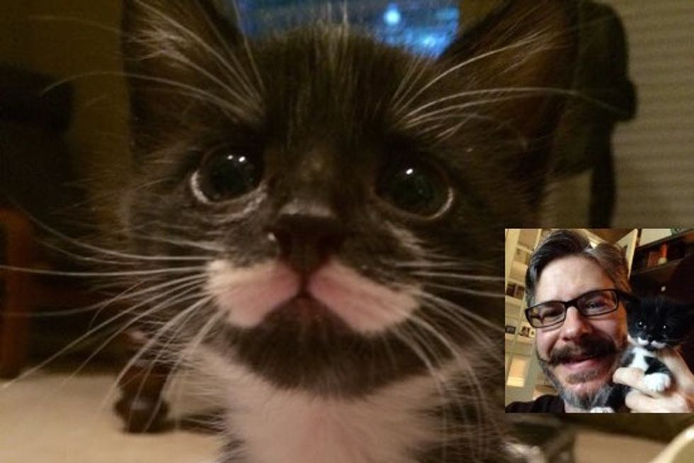 Meet Mustache The Dapper Little Kitten
