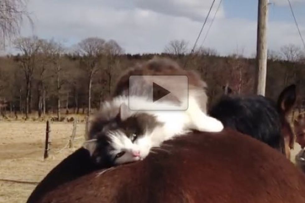 Cat Really Loves His Horse