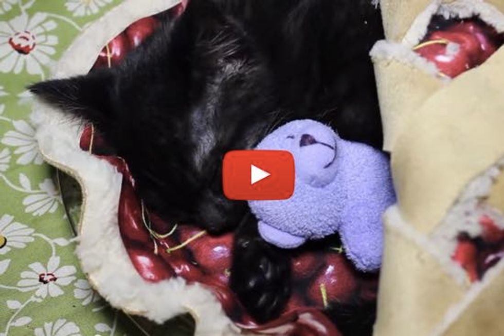 Kitten Sleeps in a Cherry Pie Bed With Her Teddy Bear