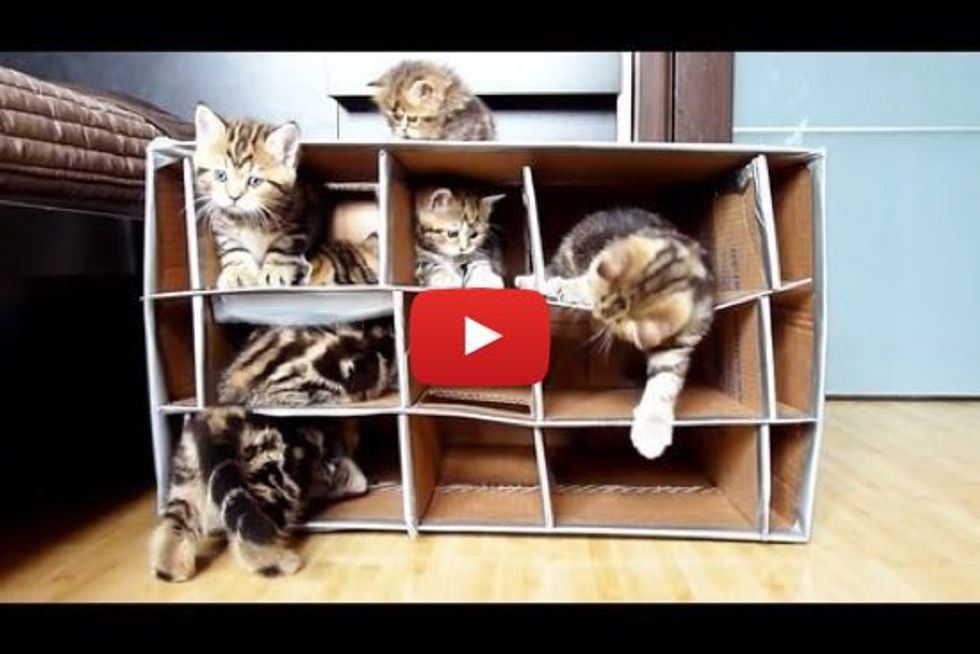 Cute Kittens And Their Handmade Fort