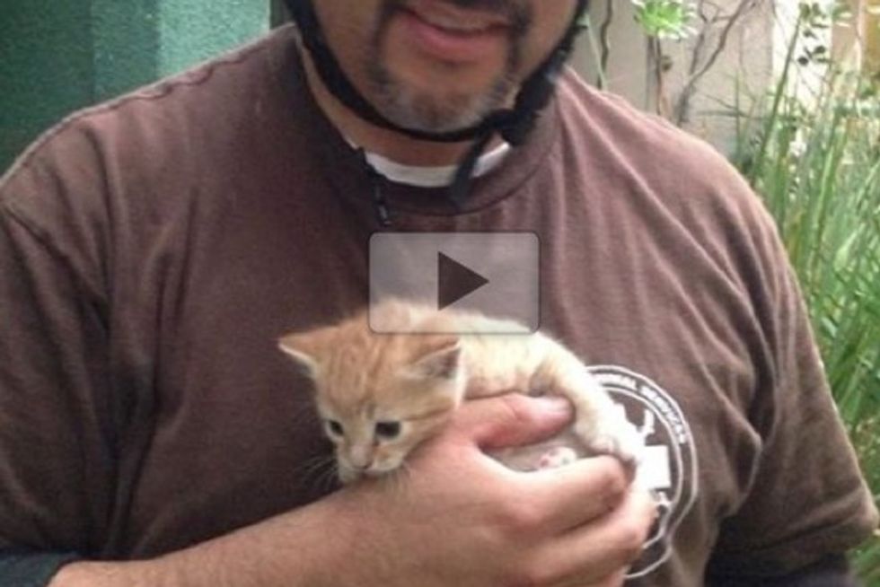 Kitten Trapped Between Walls Saved By Rescuers