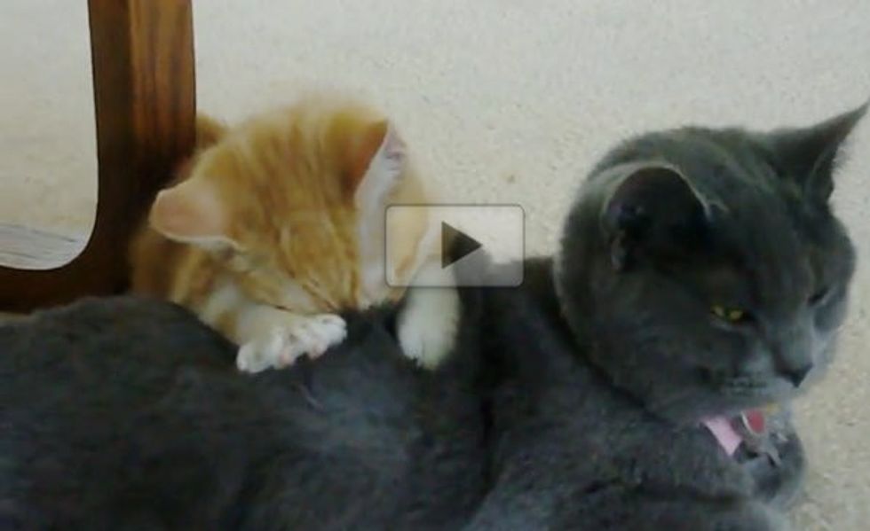 Kitten Kneading and Making Biscuits on a Bigger Kitty