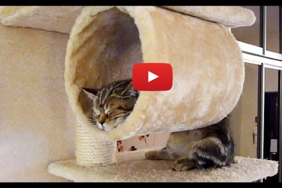 Cats Sleeping In Silly And Cute Ways