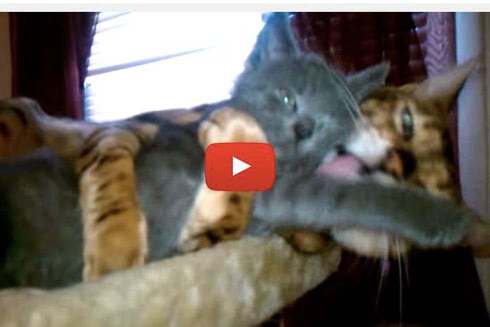 Neko the Bengal Cat Gives Cute Foster Kitten A Hug