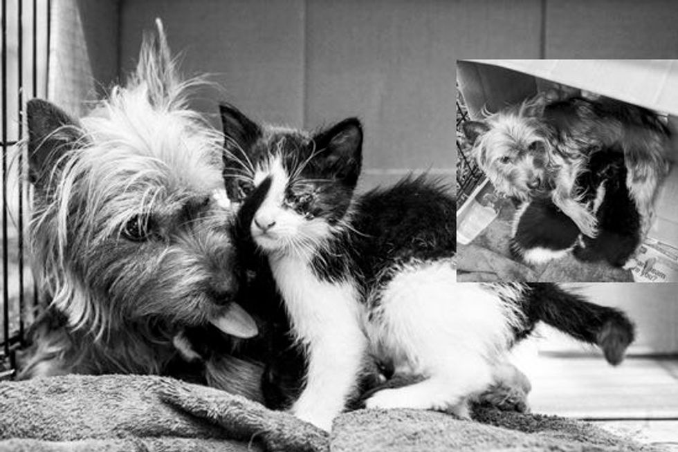 Abandoned Yorkshire Terrier Caring For Two Kittens Like Her Own Puppies