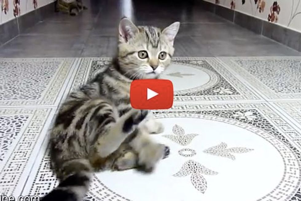Kitten Tries To Catch His Tail
