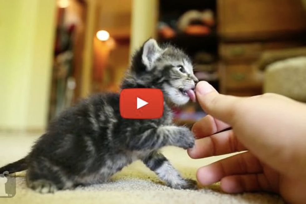 Cute Kitten Licks Your Thumb