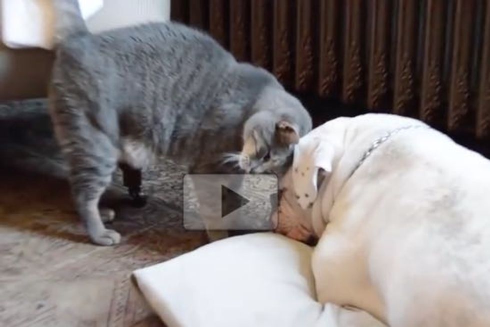 When a Cat Loves a Bulldog