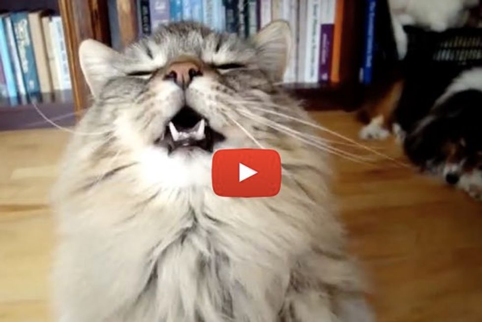 Maine Coon Cat Tries To Cheer Up His Human