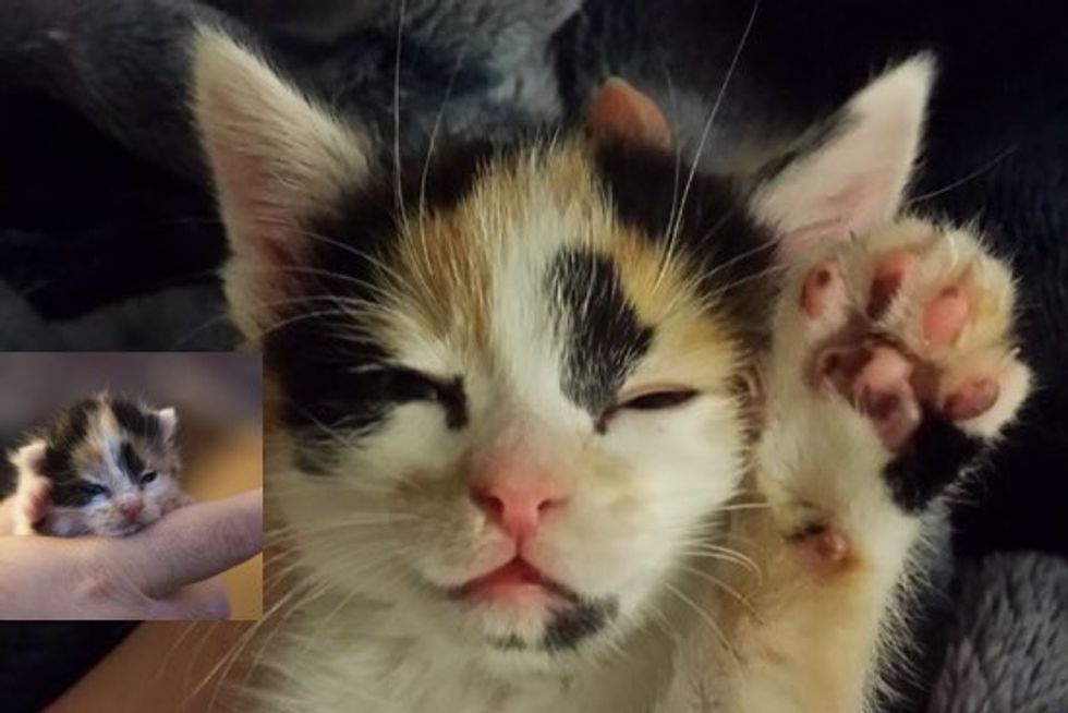Orphan Kitten Finds A Second Chance