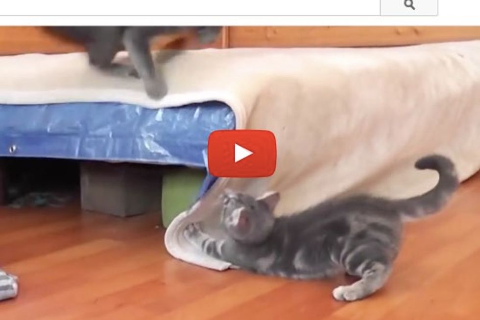 Kitten Sneaks Up To Scare Mama Cat