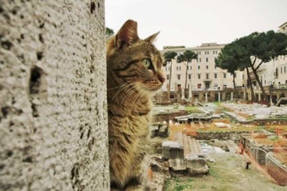 Roman Cats Turn A Historic Site Into Cat Haven