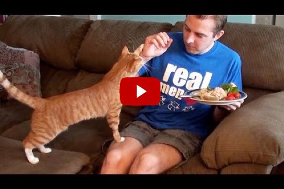 10 Things Cat Owners Have Probably Done
