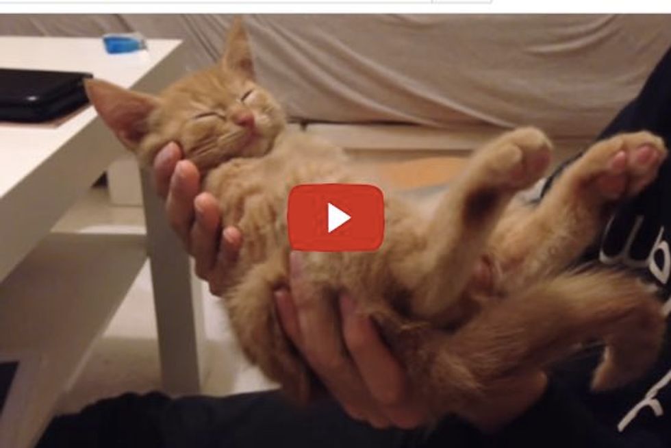 Kitten Falls Asleep In Hands