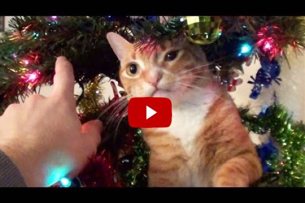 Decorating a Christmas Tree with Cats Around!
