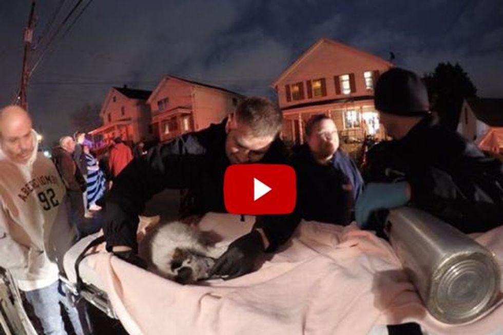Firefighters Rescue And Revive Cat From House Fire