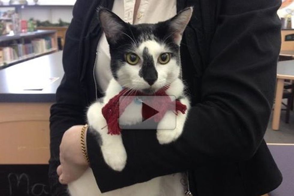 Sasha the Stray Cat Finds New Home At Two Libraries