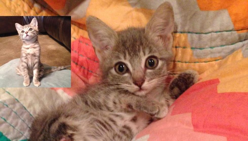 Rescue Kitten Makes Do With Two Paws