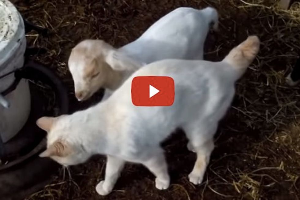 Cat Loving Baby Goats
