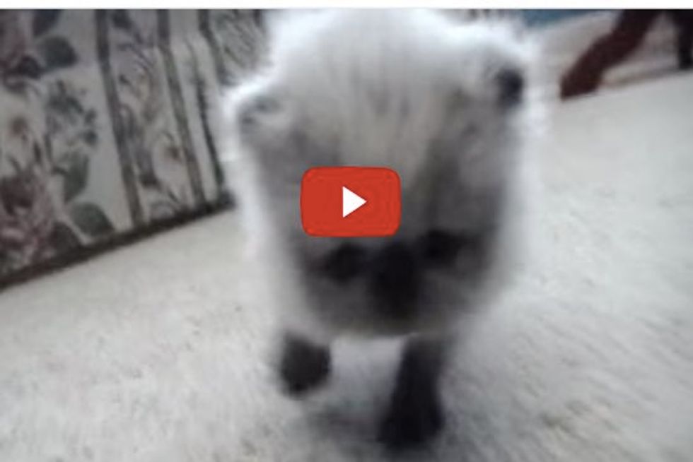 Tiny Himalayan Kitten Practices Walking, Rolling and Meowing