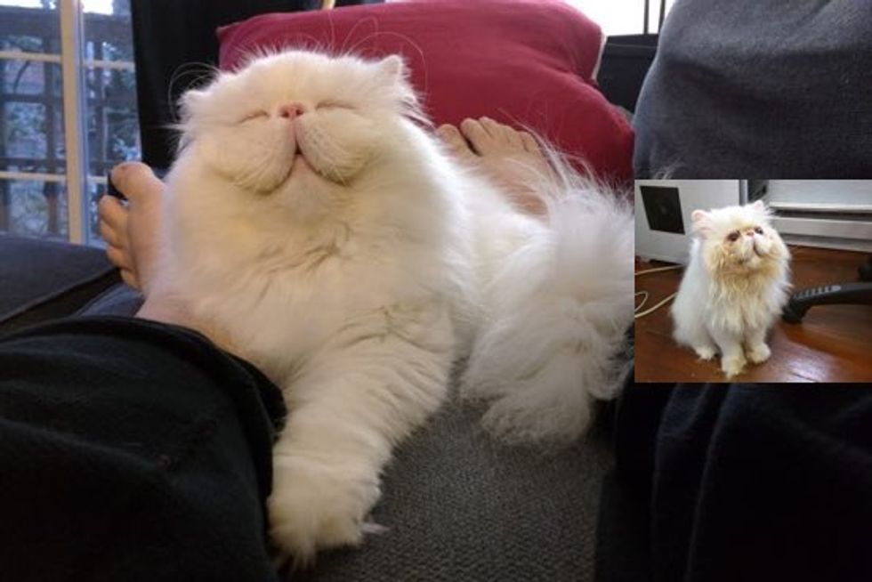 Brimley Rescue Persian Cat is Happy Having A Good Home for the First Time