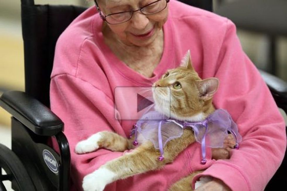 Mia the Tendercare Ginger Cat Brings Smiles To People at Assisted Living Facility This Holiday